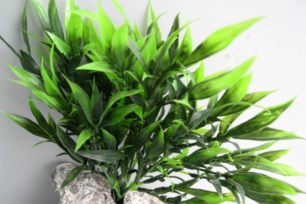 水養(yǎng)富貴竹葉子發(fā)黃怎么辦