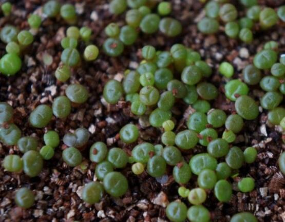 生石花怎么繁殖，最常用兩種繁殖方法(播種與分株)