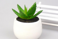 蘆薈的用途，集觀賞、食用、美容、藥用于一身