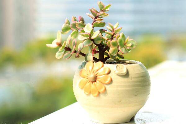 雅樂(lè)之舞多久澆一次水，不同的季節(jié)澆水頻率也不相同