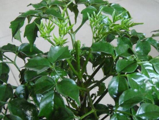 幸福樹的養(yǎng)殖方法，老農(nóng)教你八大基本養(yǎng)殖方法