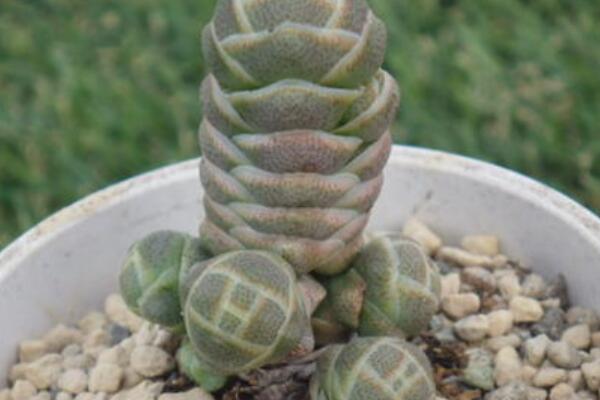 玉椿多肉怎么養(yǎng)