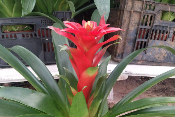 鴻運(yùn)當(dāng)頭怎么插遷