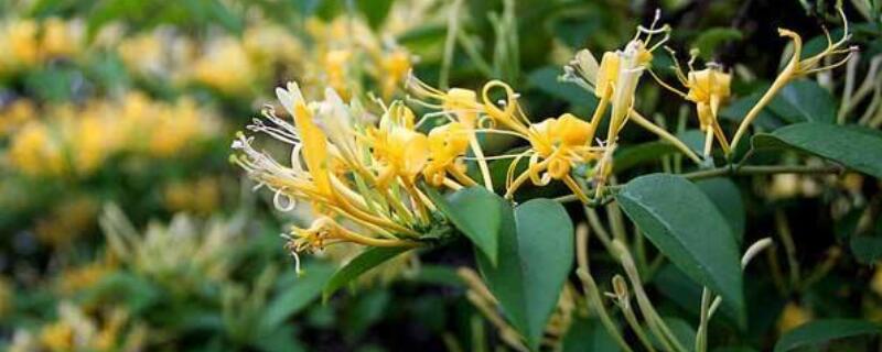 金銀花移栽時(shí)間