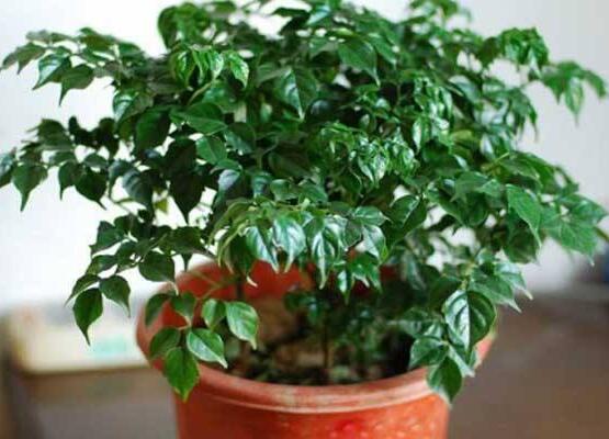 幸福樹的養(yǎng)殖方法，老農(nóng)教你八大基本養(yǎng)殖方法