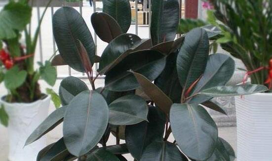 橡皮樹怎么修剪，橡皮樹修剪方法