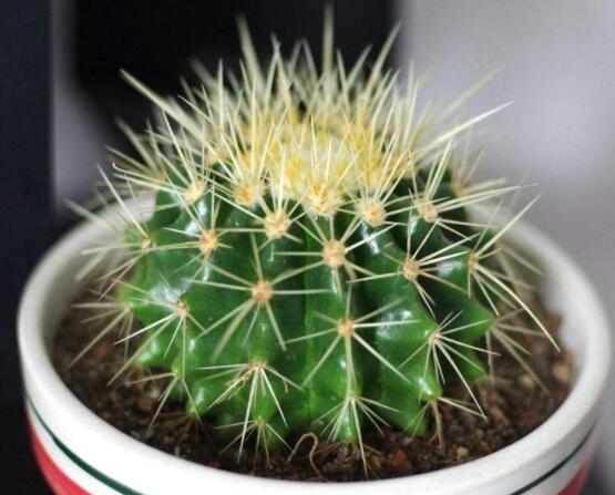 小仙人球的養(yǎng)殖方法和注意事項，老農(nóng)詳解七大最有效養(yǎng)殖方法