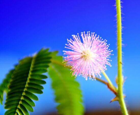 種含羞草會(huì)掉頭發(fā)嗎，會(huì)掉/家有孕婦和小孩忌養(yǎng)殖