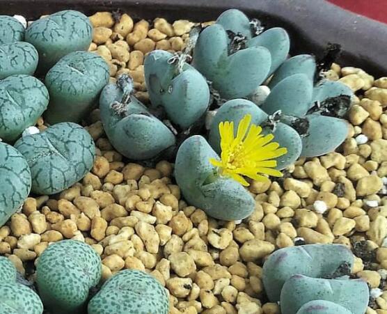 生石花有什么用，老農(nóng)總結(jié)最常見(jiàn)四個(gè)作用