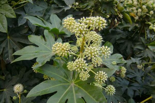 虎刺梅和金剛纂的區(qū)別，通過枝干、葉片、花朵進(jìn)行區(qū)分