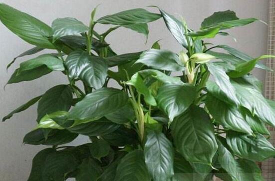 大葉萬年青有毒嗎，誤食會(huì)導(dǎo)致聲帶嘶啞、失明