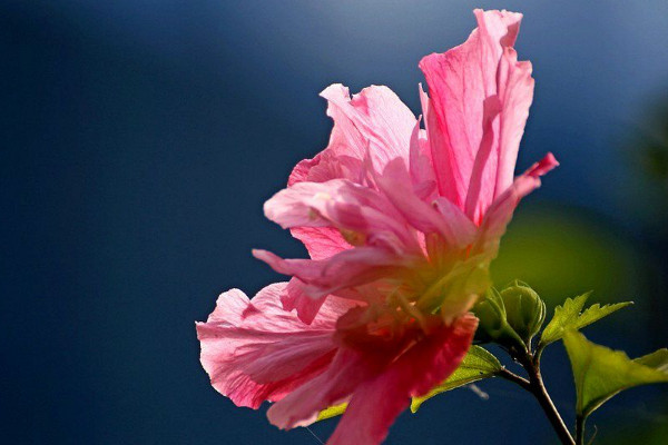 木槿花花語是什么意思