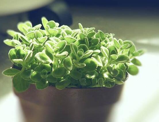 碰碰香如何澆水，做到見干見濕原則