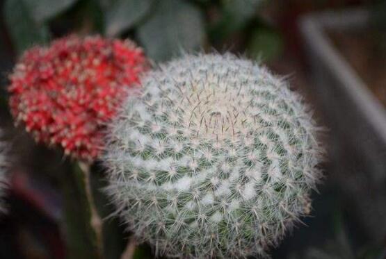 仙人球用什么肥料，鉀、磷肥為主，氮肥為輔