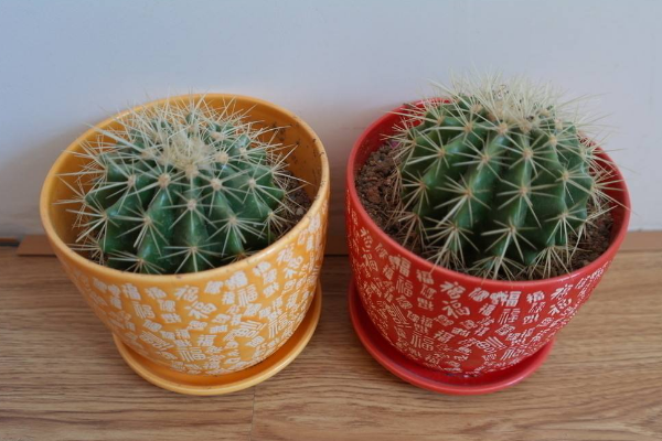 仙人球可以用沙子養(yǎng)嗎，光使用沙子是養(yǎng)不活的