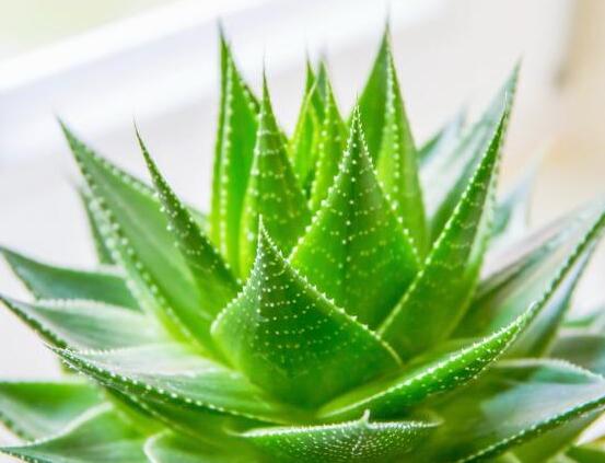 蘆薈怎么吃最好，老農(nóng)總結(jié)最美味的六種吃法