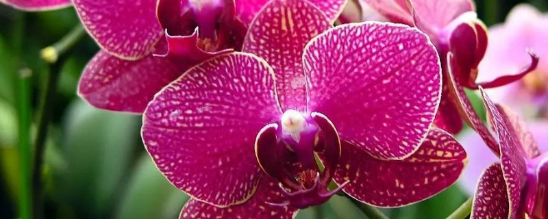 蝴蝶蘭是怎么培育出來(lái)的