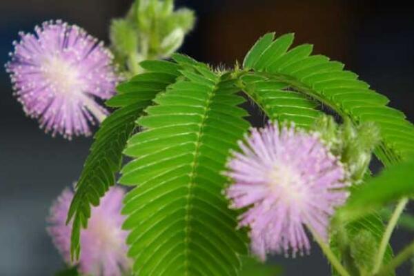 家里能養(yǎng)含羞草嗎，不能養(yǎng)（引起脫發(fā)、導(dǎo)致孕婦流產(chǎn)）