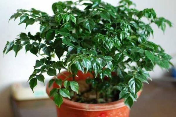 幸福樹(shù)用什么土，用園土、腐殖土和沙子配制