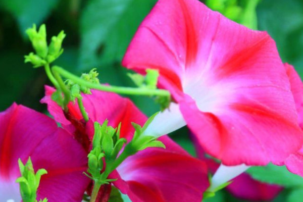 牽?；ㄒ圃匀菀谆顔? src="/nongchan/d/file/20201223/1ymq344zesz.jpg" / data-nTQ0="12Q4fw"></p>
<p data-MwLU="BmmSeH">
	想要移栽的牽?；ㄈ菀谆?，那么還需要讓其有充足的水分，移栽好之后需要立即澆透一次水，使土壤處于微微濕潤的狀態(tài)，這樣有利于它根系快速和土壤接觸，注意不能夠產(chǎn)生積水，不然它的根系很容易腐爛。</p>
<p data-VbCM="B9nZah">
	<strong data-ubEg="Hdozih">3、適宜溫度</strong></p>
<p data-ksj3="Ee0AVg">
	想要移栽的牽?；ㄈ菀状婊睿敲催€需要讓其有適宜的溫度環(huán)境，它性喜溫暖，是一種不耐寒的植物，這個(gè)時(shí)候最好將溫度控制在20-25℃左右，同時(shí)要做好通風(fēng)管理，避免它在過于悶熱的環(huán)境中生長。</p>
<p data-TCI9="fdSngS">
	<strong data-2TMV="LeBlTO">4、土壤要求</strong></p>
<p data-JZyn="fVQTfD">
	<img alt=