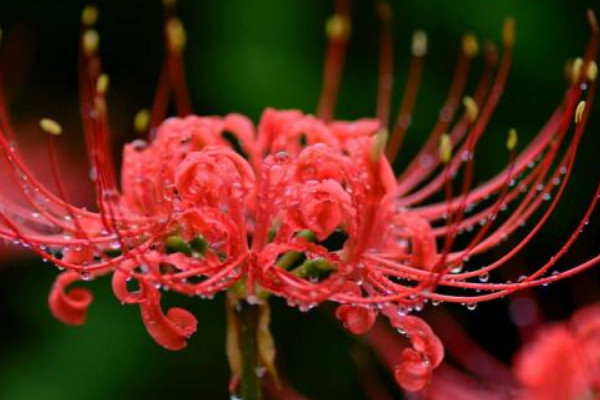 彼岸花花期澆水注意事項(xiàng)