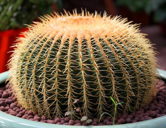 仙人球移栽注意事項(xiàng)，注意不可弄傷根系、及時(shí)消毒/土壤微濕潤(rùn)