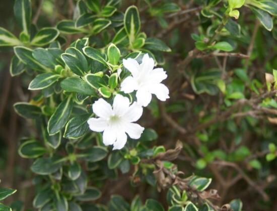 六月雪功效與作用，是一個(gè)不折不扣治療百病藥王