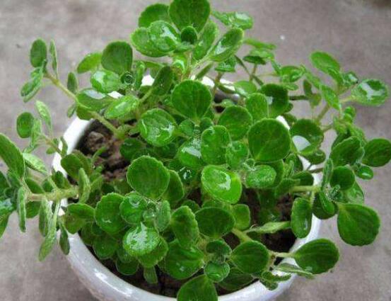 碰碰香長的太長怎么辦，及時修剪頭部/不斷進(jìn)行扦插繁殖