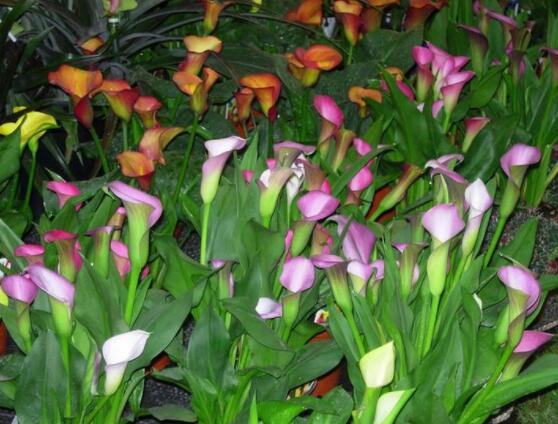 荷蘭馬蹄蓮的養(yǎng)殖方法，做好六個要點生長碧綠宜人