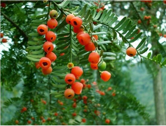 紅豆杉病蟲害的防治方法，莖腐病和白絹病是罪魁禍首