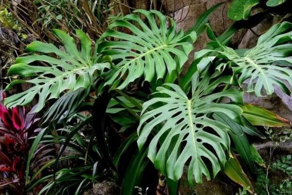 龜背竹施什么肥最好，不同的季節(jié)選擇不同的肥料