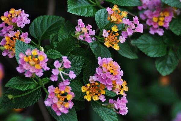 五色梅什么時(shí)候修枝