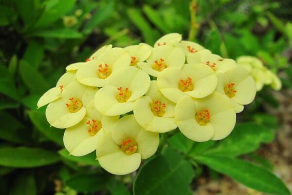 虎刺梅的病蟲害防治，如何防治虎刺梅患病蟲害