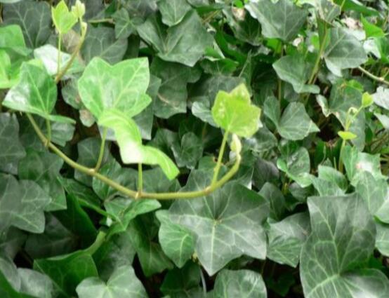 爬山虎和常春藤怎么區(qū)分，盤點三種區(qū)別方法(屬性/株型/生長習性)