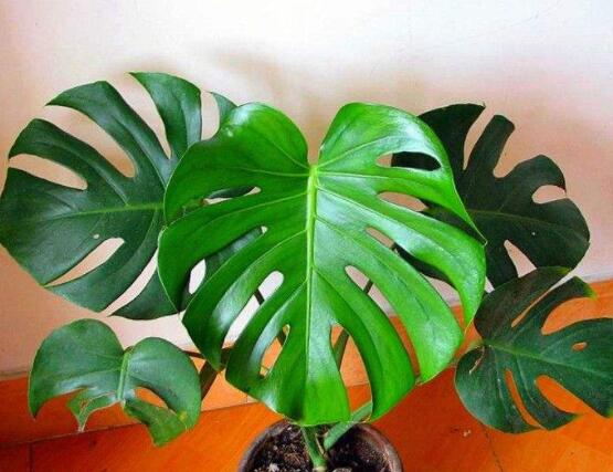 龜背竹怎么固定造型，龜體造型最受人們歡迎(美觀)