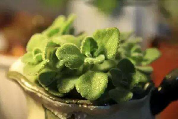 碰碰香幾月份可以扦插，扦插最佳時(shí)間在5-10月