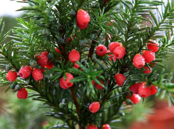 紅豆杉的養(yǎng)殖方法和注意事項(xiàng)，七大基本方法養(yǎng)殖郁郁蔥蔥