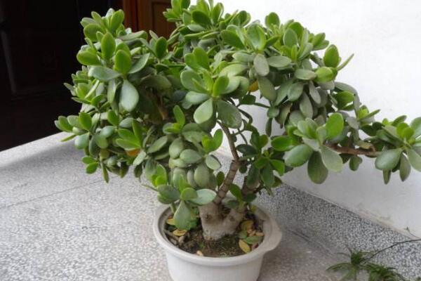 燕子掌可以凈化空氣嗎，凈化效果非常明顯