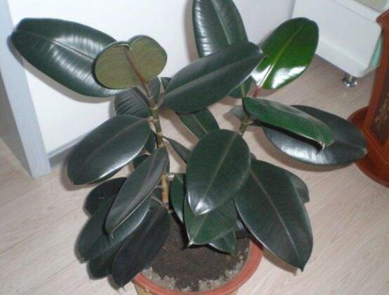 橡皮樹(shù)的葉插方法，擇基部下小嫩芽葉片/春秋季節(jié)扦插最佳