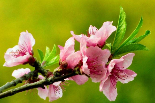 桃花好養(yǎng)嗎