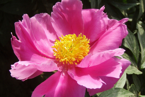 地栽芍藥花的養(yǎng)殖方法