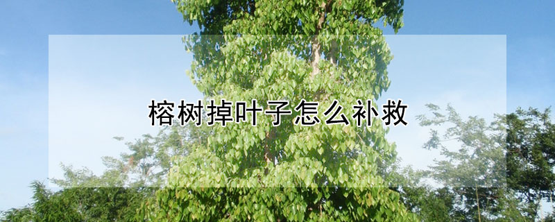 榕樹掉葉子怎么補救