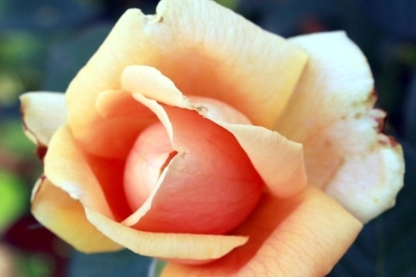 玫瑰花為什么會(huì)枯萎