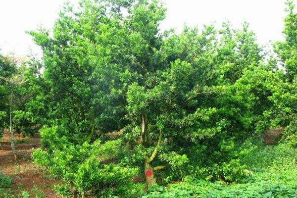 十大羅漢松品種，羅漢松常見(jiàn)品種介紹