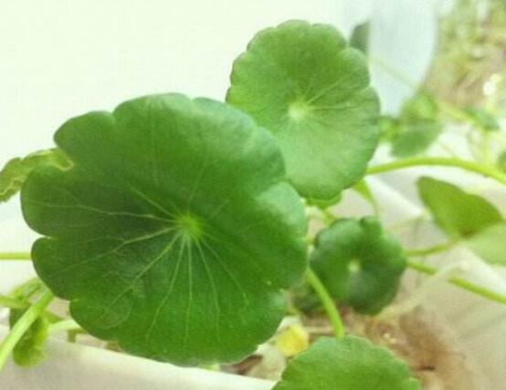 銅錢草泡水喝的作用，利尿排石、抗炎消炎