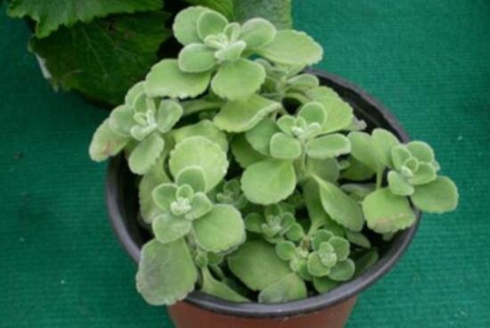 碰碰香扦插方法，教你六點步驟扦插爆盆