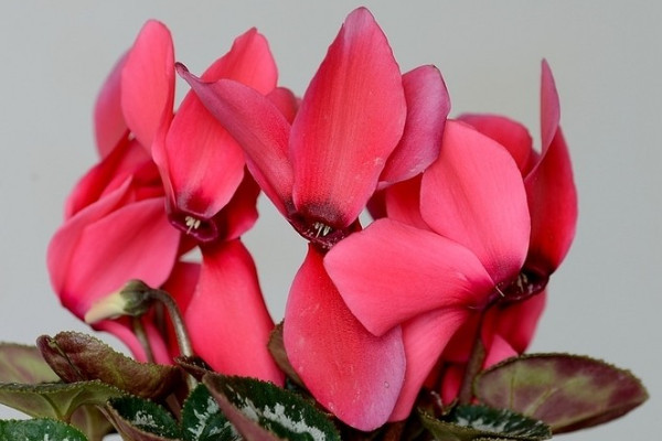 仙客來(lái)的養(yǎng)殖方法和注意事項(xiàng)