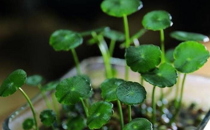 銅錢草怎么種，銅錢草土養(yǎng)的方法步驟