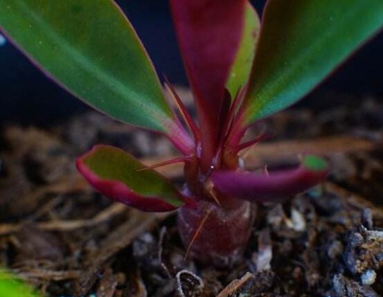 虎刺梅的繁殖方法，教你兩種最常用的繁殖方法(扦插與組培)