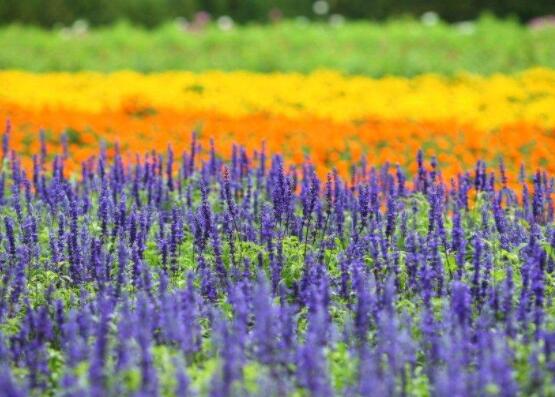 薰衣草的種類圖片大全，欣賞最好看的六大品種